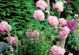 Różowoliliowe chmurki nad rabatą wznosi moja ulubiona hortensja drzewiasta (Hydrangea arborescens). Ostatnio szczególnie przypadła mi do gustu jej odmiana 'Invincibelle' (znana też jako różowa 'Annabelle'). Jest prawie metrowa. Do towarzystwa posadziłam jej krwawnice, pysznogłówki i tawułki w różnych odcieniach różu i fioletu. To zestawienie wygląda wprost zjawiskowo.