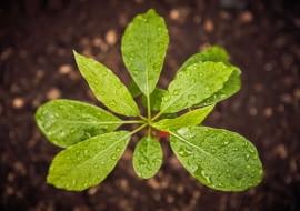 Przeciętne drzewo liściaste wiąże około 12,5 kg CO2 rocznie