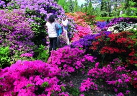 Kolekcja azalii i różaneczników rozkwita w połowie maja. Na pierwszym planie drobne azalie japońskie.