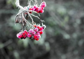 URODA OSZRONIONYCH GAŁĄZEK - na zdjęciu jarząb pospolity. Jego owoce długo zdobią ogród.