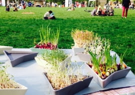 wzory w ogrodzie, wzory, polski design, polskie projekty, dobry design