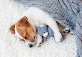 Zwierzaki w domu: gdy mieszka z nami pies