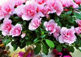 2Azalea - Hybr. Christine M. Azalee weihnachtlich