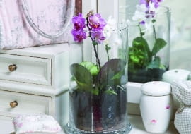 Falenopsisy i inne storczyki to wymarzone kwiaty do uprawy w szkle. Wolno rosną, potrzebują luźnego podłoża i wilgotnego mikroklimatu, który łatwo im zapewnić w naczyniu