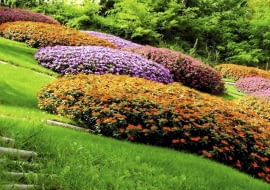 Niecierpki nadają się na kobierce kwiatowe