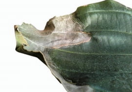 Medinilla. Brzegowe zasychanie liści