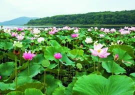 W krajach tropikalnych lotos gęsto pokrywa tafle jezior, a jego liście, kwiaty i owoce wyrastają ponad wodę.