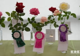 Amatorskim Konkursie Różanym o Złotą Różę