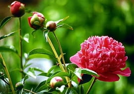 Piwonia, odmiana 'The Moor"