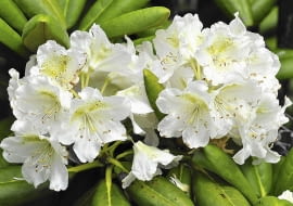 azalia, różanecznik