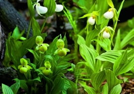 Obuwiki warto sadzić w grupie - zróżnicowana pod względem gatunków i odmian rabata może kwitnąć nawet dwa miesiące.