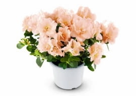 Azalie. Odmiany o łososiowych kwiatach należą do rzadkości. Ta na zdjęciu jest półpełna