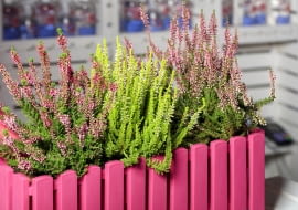 Zimowanie wrzosów w doniczce