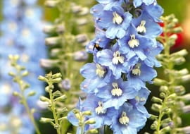 Ostróżka 'Light Blue White Bee' zachwyca błękitnymi płatkami