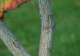 Klon pensylwański (Acer pensylvanicum)