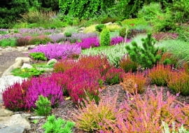 Kolorowy dywan z wrzosów, wrzośców i traw oraz niezliczonych odmian karłowych form iglaków.