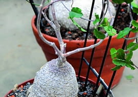 Fokeę zdobi zgrubienie na łodydze zwane kaudeksem. Roślina wymaga dużo światła.