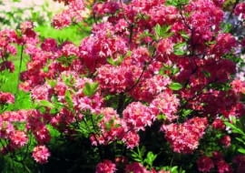 Azalia. Różowo kwitnąca 'Norma' dorasta do półtora metra.
