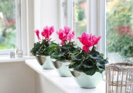 Listopad to dobry czas na zakup kwitnących roślin