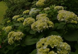 01.07.2004 WARSZAWA OGROD PRYWATNY OSIEDLE GROTY WLASCICIEL DANUTA SAWICKA SPYCHOWSKA 33 DLA PISMA OGRODY HYDRANGEA HORTENSJA FOT. PAWEL SLOMCZYNSKI / AGENCJA GAZETA