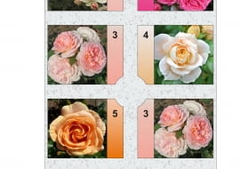 Rabata prostokątna - Różanka 4