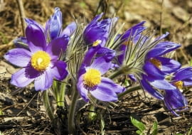 Sasanki - wszystkie gatunki występujące w Polsce objęte są ochroną prawną. Poniżej: inne nasze chronione rośliny.