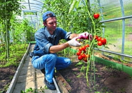 Tylko pomidory nawożone z umiarem są naprawdę zdrowe.