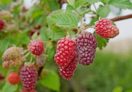 Owoce malinojeżyny Idealny owoc na wszelkie przetwory i do bezpośredniego spożycia. Plonowanie ma tak obfite, jak to u jeżyn bywa, ale łagodniejszy smak.