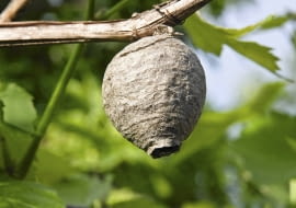 W gnieździe os może mieszkać nawet kilkaset owadów. Życie tętni w nim aż do pierwszych przymrozków.