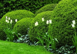 Przycięty w kule bukszpan. Jest efektowny przez cały rok, a poza tym na takim tle doskonale prezentują się sezonowe rośliny