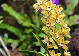 'La Vie Stella' - odmiana o łodygach wzniesionych.