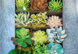 Do wnętrz nadają się maranty, filodendrony, monstery, aglonemy, frizee, guzmanie, anturium, zroślicha, skrzydłokwiat, fatsje, scindapsusy, peperomie, paprocie, zielistka, sukulenty, zioła. Na zewnątrz można posadzić np. bratki, rozchodniki, rojniki, barwinek, fiołki, trzmielinę, żagwin, niecierpki oraz także zioła.