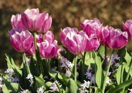 IBC-16april07 0009 ZDJĘCIE DO WKŁADKI: Dry Bulbs & Springflowering bulbs