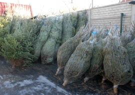 choinka, boze narodzenie