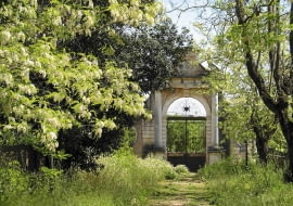 robinia biała (Robinia pseudoacacia)
