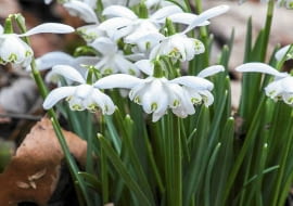 ŚNIEŻYCZKA PRZEBIŚNIEG 'FLORE PLENO'