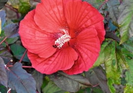 Dosyć wymagająca, ale za to o nieprzeciętnej urodzie - licząca zaledwie rok odmiana ketmii.