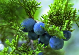 Dojrzałe owoce jałowca wyniosłego mają niebieskawy nalot i także jadalne.