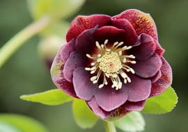 CIEMIERNIK - mieszaniec o pełnych, burgundowych kwiatach to mój faworyt.