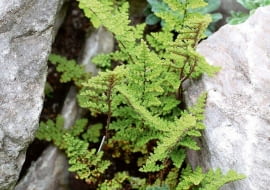 UWAGA ! DO JEDNORAZOWEJ PUBLIKACJIOGROD SKALNY , ROSLINA SKALNA - PAPROC ODPORNA NA SUSZE CHEILANTHES LANOSAFOT. WITOLD HOPPELPUBLIKACJA OGRODY NR 3 (155) - 3 2012