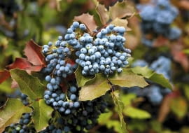 LEKKO WYDŁUŻONE OWOCE dojrzewają jesienią. Nasiona rozsiewane są przez ptaki.