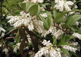 Białe kwiaty zebrane w grona pojawiają się w maju i czerwcu. Krzewy z reguły obficie kwitną. Kwiaty podobne do zwisających dzwoneczków mają długość ok. 0,5 cm i częściowo skrywają się pod liśćmi