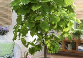 Zimmerbaum : Sparmannia africana ( Zimmerlinde ) SLOWA KLUCZOWE: ZZZ Zimmerpflanze Grünpflanze pflegeleicht Boden Zimmerbaum Südseite Ostseite Westseite Hochformat innen GAP ganzjährig Frühling Sommer Herbst Winter 000 Topf Luftbefeuchter positive Energie Zimmerbäume Solitaer
