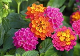 nowości kwiatowe, kwiaty na balkon, Lantana Calippo 'Tutti Frutti'