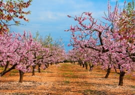 Drzewka migdałka to prawdziwa ozdoba ogrodu. Mało tego - jego kwitnienie zwiastuje wiosnę.