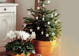 <01AR8KVB - A small christmas tree decorated with white stars