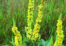 dziewanna kutnerowata