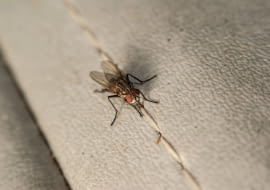 Muchy w domu: jak się ich pozbyć. Domowe sposoby