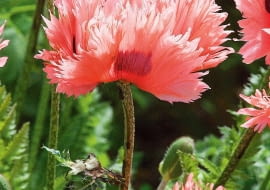 'Pink Ruffles' o płatkach jak płomienie dorasta do 70-75 cm.