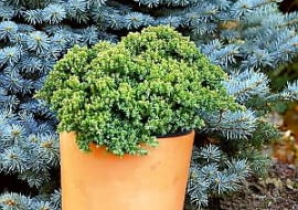 25.10.2003 WARSZAWA JALOWIEC ROZESLANY NANA KRZEW KARLOWY DONICZKA STYLIZACJA MONIKA LUCZKO ALDONA ZAKRZEWSKA FOT. ARKADIUSZ SCICHOCKI / AGENCJA GAZETA PUBLIKACJA CZTERY KATY NR 12 (147) - 12.2003